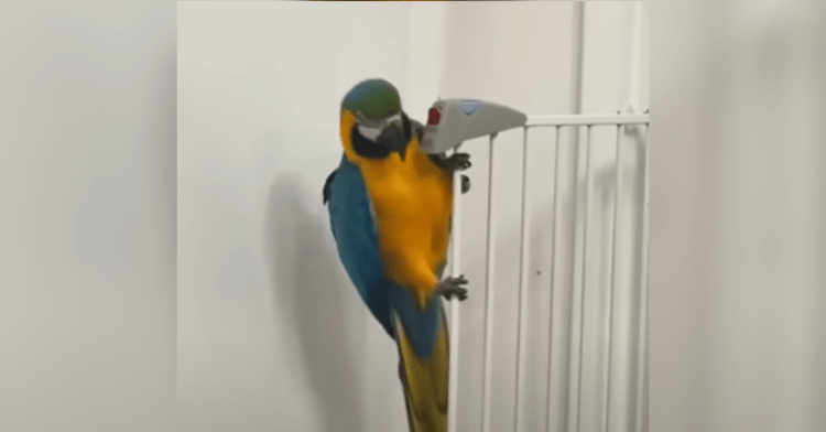 macaw holding gate