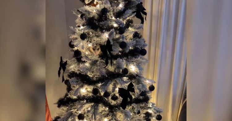 An opossum hiding in a Christmas tree.