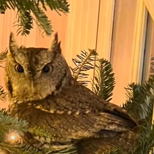 Close up of a small owl resting on branches of a family Christmas tree.