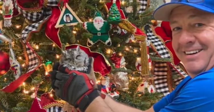 A man smiles as he gently holds onto a small owl while wearing gloves. Behind him is the family Christmas tree where he found the owl.