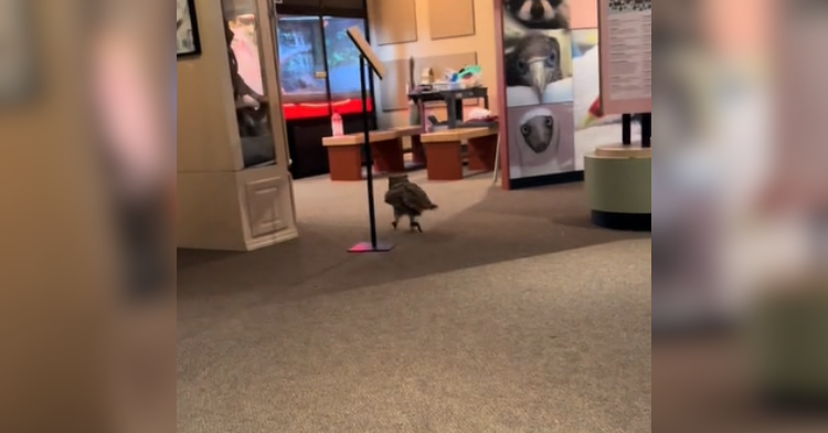 owl running through education center