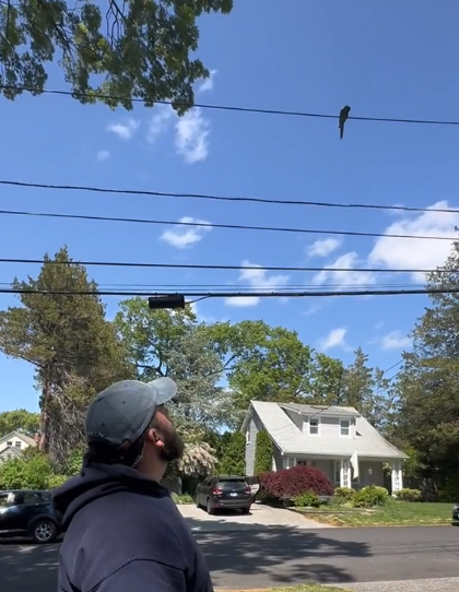 A man stands outside in a neighborhood, looking up at a parrot on a powerline. 