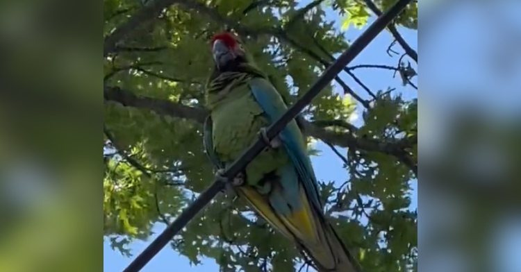 Close up of a colorful parrot, from a distance, resting on a powerline in the middle of a tree.