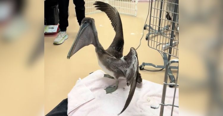 A pelican flapping their wings as they leave their cage.