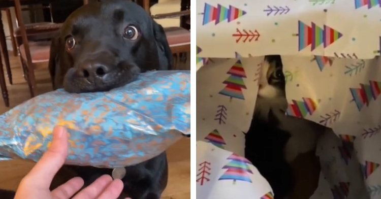 A two-photo collage. The first shows a large black dog with a wrapped present in their mouth. A human's hand can be seen trying to grab the present. The second photo shows a pet, specifically a cat, inside an open Christmas present. All we can see is their eye and part of their face.
