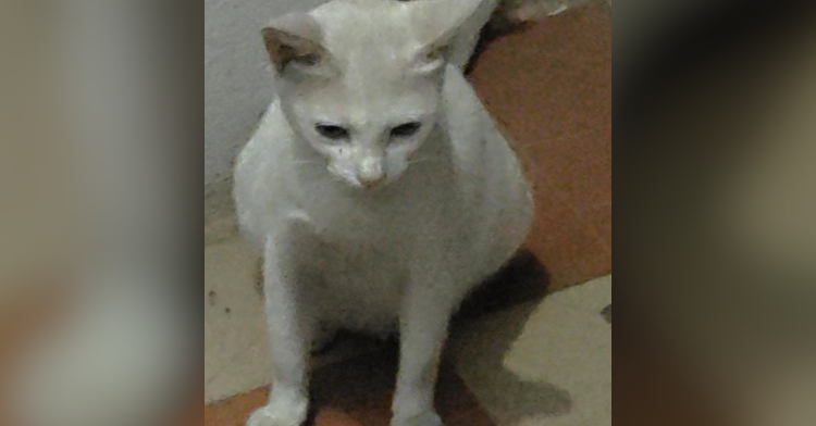 A large, white cat named Guddu sits on a floor and looks down.