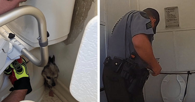 puppy behind toilet and cop in toilet