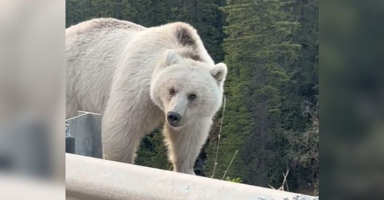 A white grizzly bear standing outside someone's car window.