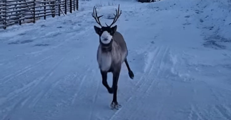 Reindeer prancing in Lapland