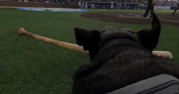 A black dog carries a baseball bat in his mouth.