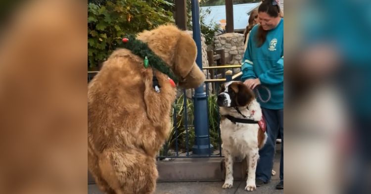 A service dog meets Dug from Pixar's "Up."