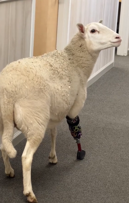 A rescue sheep tests out her prosthetic leg.