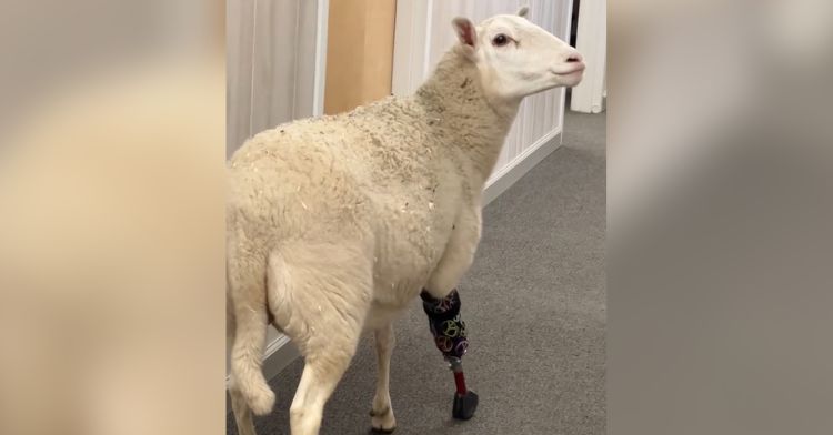 A rescue sheep tests out her prosthetic leg.