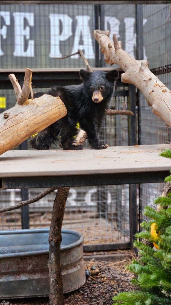 An abandoned bear cub has been adopted. 