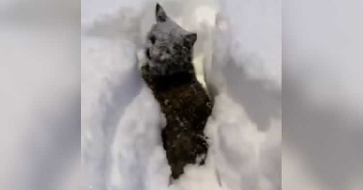 A cat gets covered in snow while playing outside.