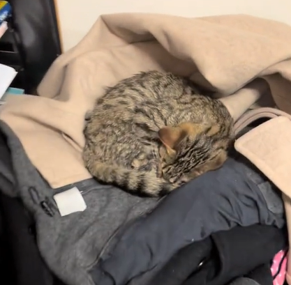 A teacher found a kitten curled up in a pile of coats.