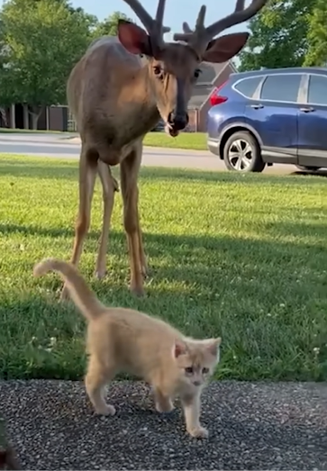 A deer looks up at a camera as a small kitten walks away from the deer.