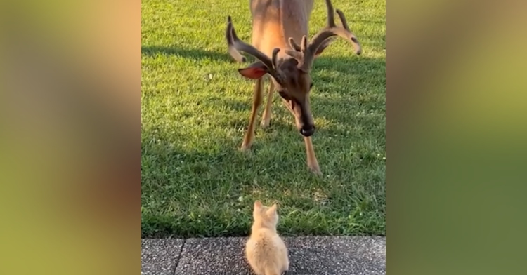 A deer leans toward a tiny kitten who has plopped herself onto the sidewalk in front of him.