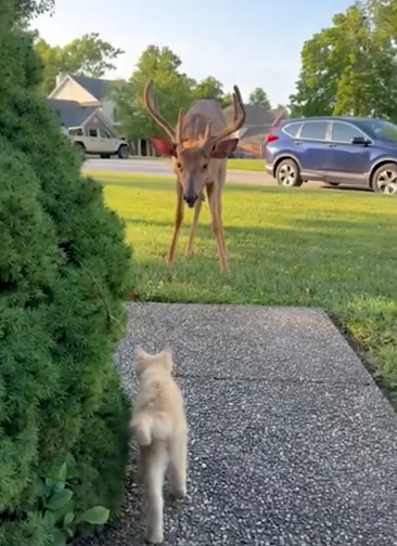 A tiny kitten slowly approaches a deer to befriend him.