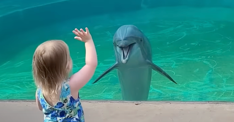 Toddler dolphin