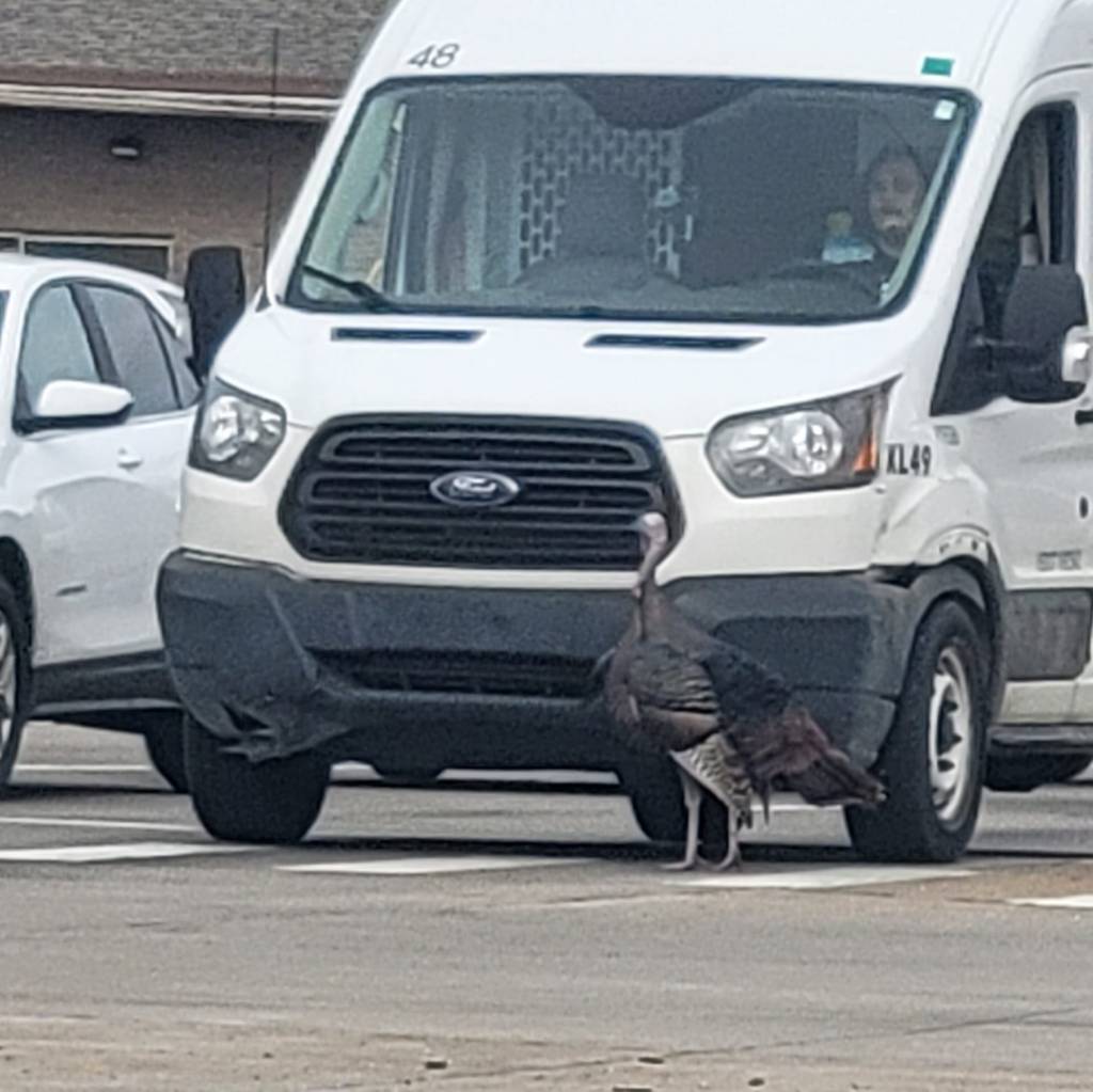 turkey blocking a van in a crosswalk