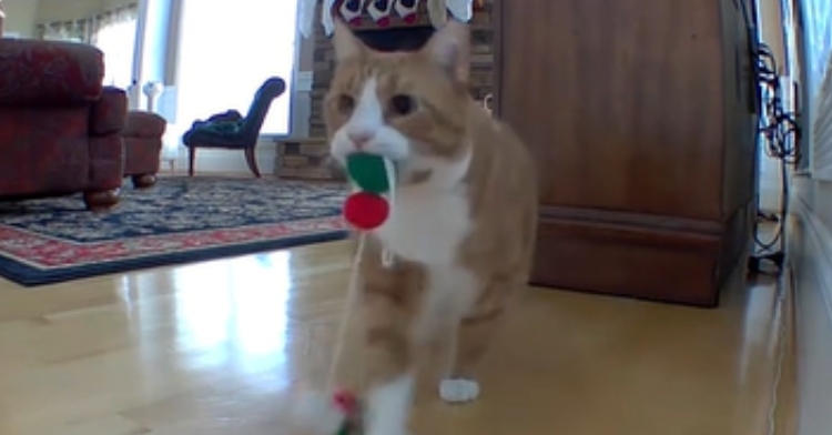 Walter the orange and white cat walks away from a living room with a Christmas garland in his mouth that has green and red pom-poms.