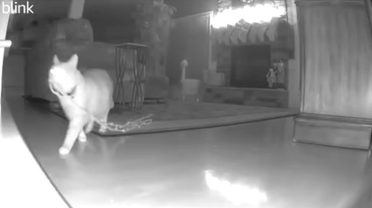Black and white image from a blink camera. Walter the cat carries a string of lights in his mouth as he moves them from the living room and heads to the stairs.