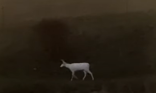 An albino deer seen wandering alone in the wild.