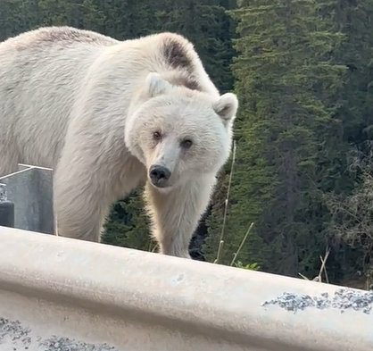 A white grizzly bear standing outside someone's car window. 