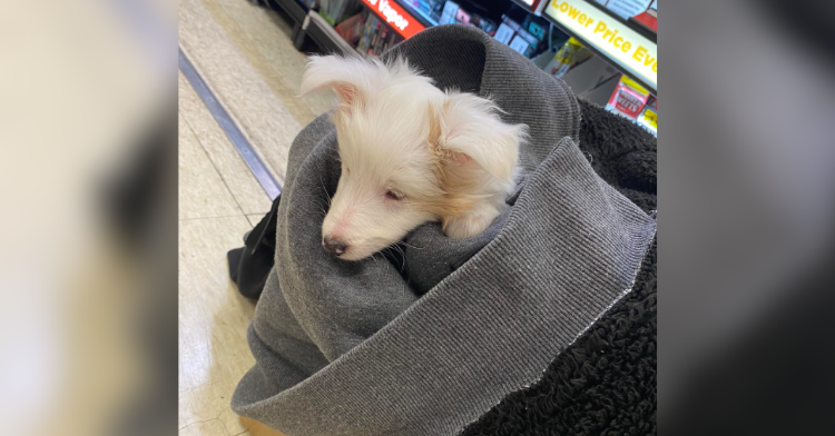 white puppy wrapped in sweatshirt