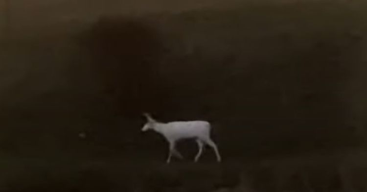 An albino deer seen wandering alone in the wild.