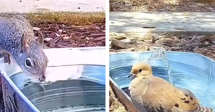 A squirrel and a bird drink from a wildlife watering hole.