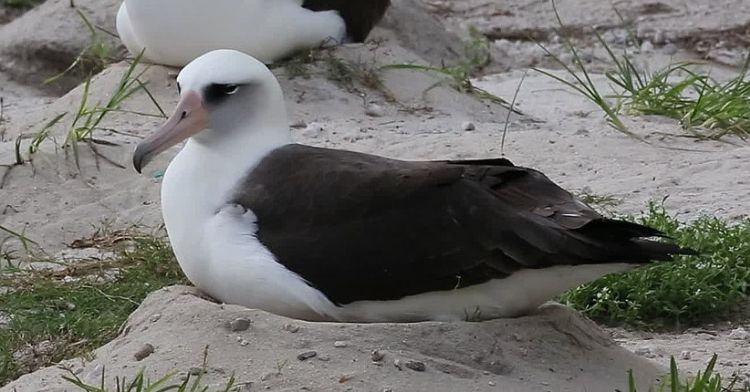 Wisdom the albatross, the oldest wild bird in the world.