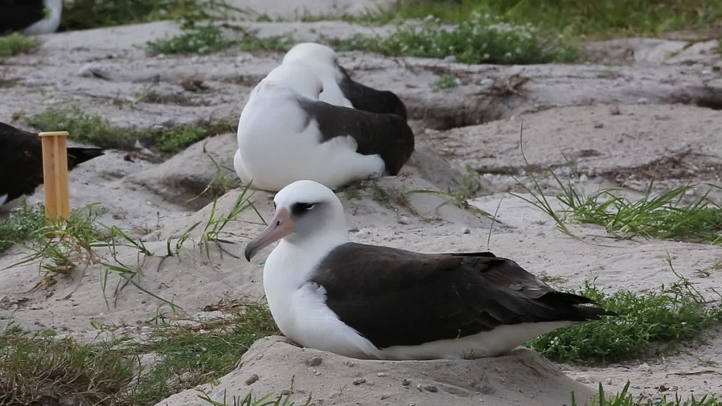 Wisdom the albatross, the oldest wild bird in the world. 