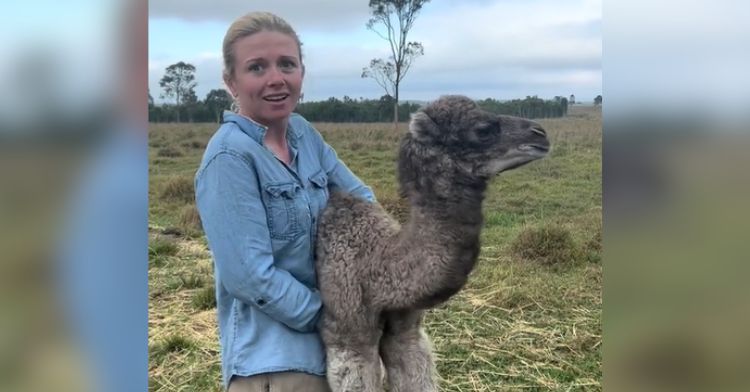 A woman picks up a baby camel.