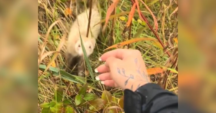 An abandoned ferret is rescued from the woods.