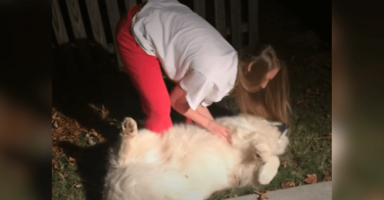 woman tries to pick up samoyed