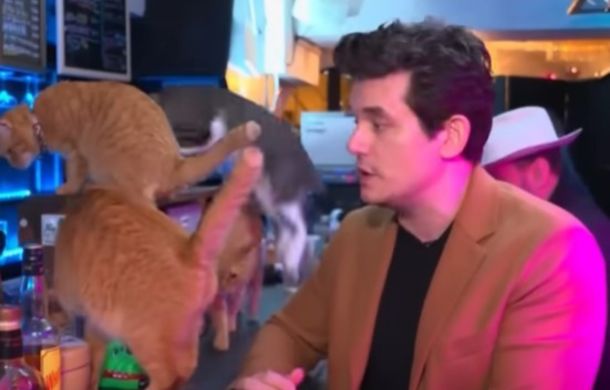 Cats roaming freely on the bar during John Mayer's interview with Andy Cohen and Anderson Cooper.