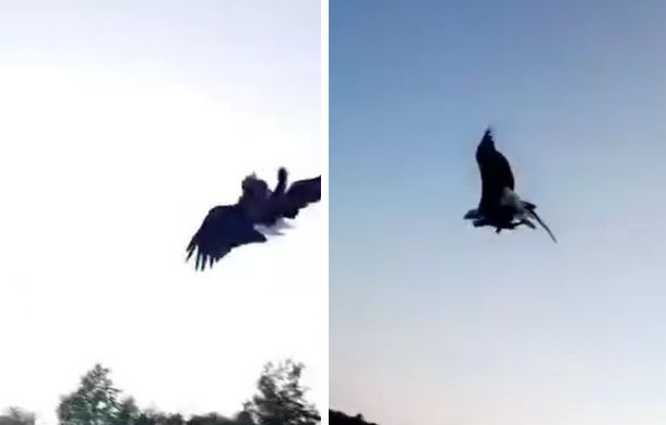 eagle catches fish