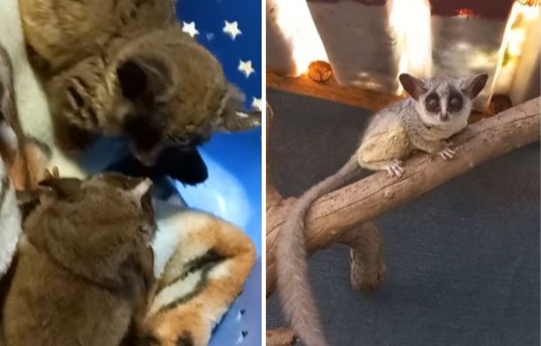 Left frame shows Pebble meeting a new sibling. Right frame shows Pebble on a branch in the outdoor enclosure.