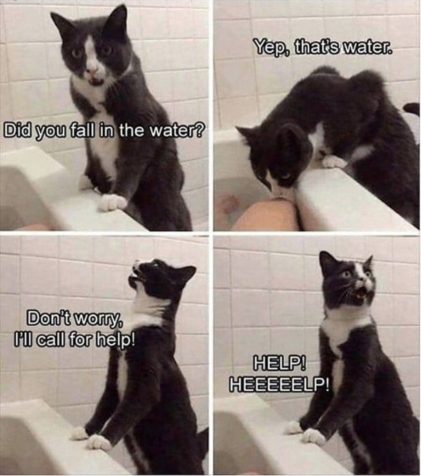 Cat meme showing a tuxedo cat inspecting his mom's bath.