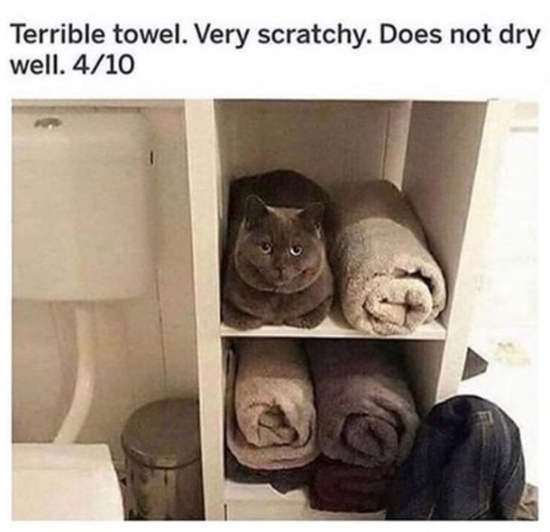 Cat meme showing a cat laying, lof-style, in a linen closet.