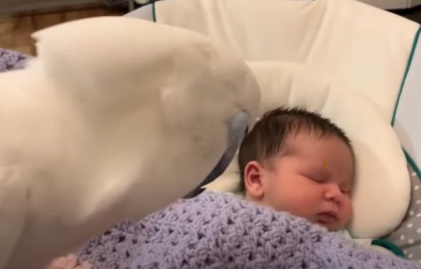 Cockatoo meeting newborn.