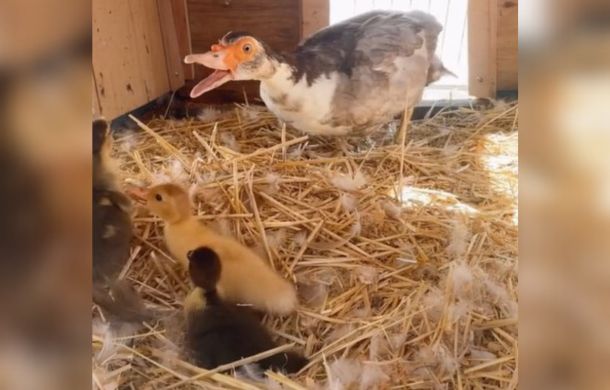 mama duck sees ducklings and appears to smile