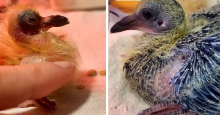 Newly hatched bird in left frame. One week old bird in right frame.