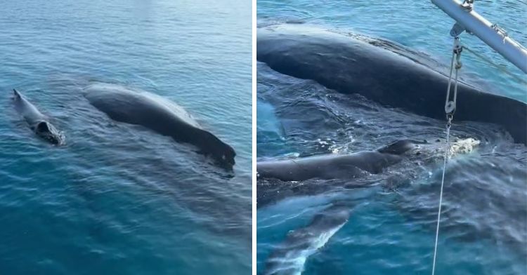Baby whale annoying his mama while she tries to nap.