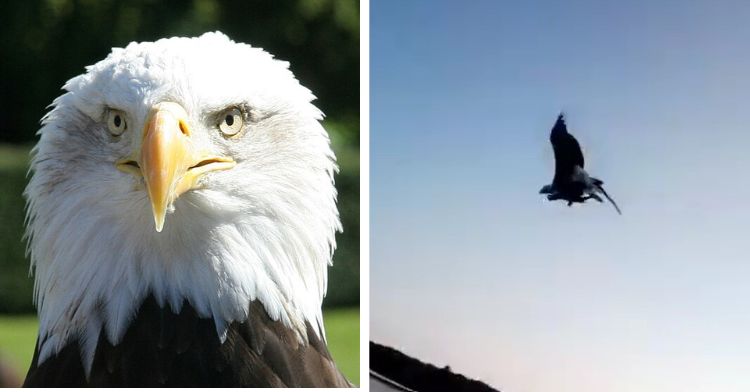 Left image is a stock photo of a bald eagle. Right image is a bald eagle flying after catching a fish tossed from a boat in Alaska.