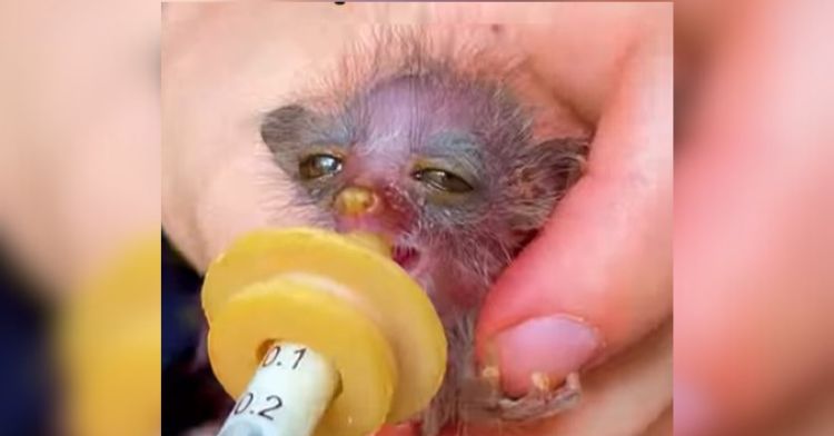 Tiny Bush Baby found abandoned in an urban area was tiny and almost bald.
