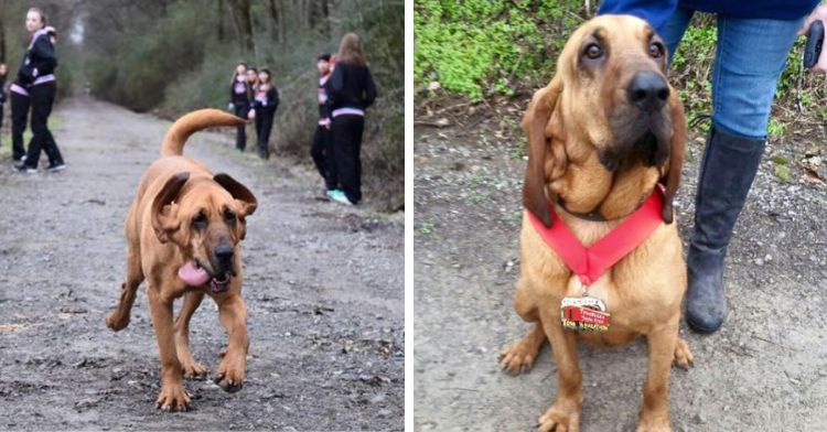 Ludivine the bloodhound raced in the 2016 Elkmont, AL half marathon and won her division.