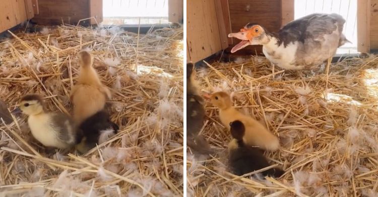 A lonely duck is surprised when three ducklings are brought to her nest.
